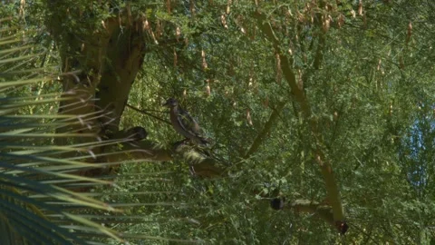 Bird Sitting on Branch in Desert Tree Video stock 134426151