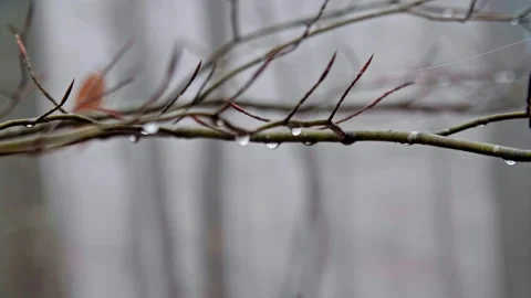 A bird sitting on a branch Video stock 131299725
