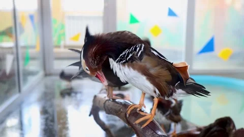 A bird is sitting on a branch Stock Footage 329225843
