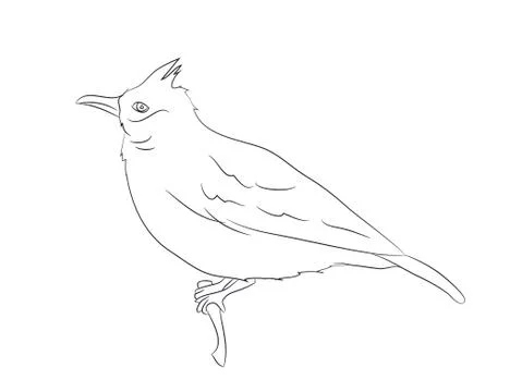 Bird sitting on a branch, lines, vector Stock Illustration