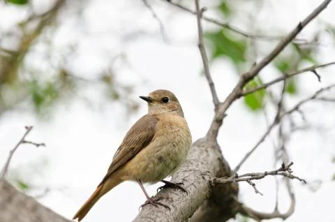 The bird sitting on the branch 스톡 사진
