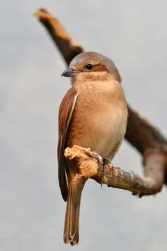 Bird sitting on a branch Stock-Fotos