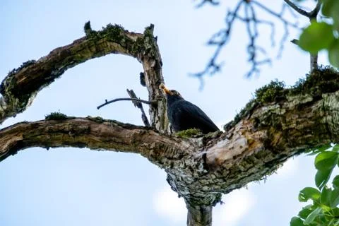 Bird sitting on a branch Stock Photos