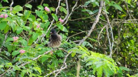 Bird sitting in a branch Stock Photos