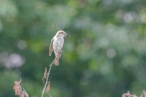 Bird sitting on a branch Stock Photos