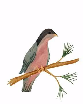 Bird sitting on the branch of pine tree Stock Illustration