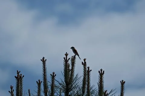 A bird sitting on a branch of a pine tree against the sky. Red-backed shrike. Stock Photos