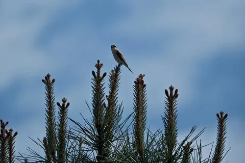 A bird sitting on a branch of a pine tree against the sky. Red-backed shrike. Stock Photos