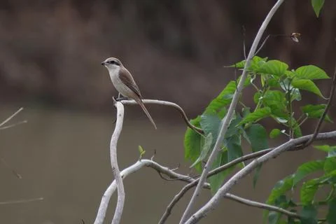 Bird sitting on the branch of a tree Foto stock