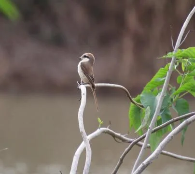 The bird is sitting on the branch of a tree Stock Photos