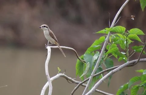 The bird is sitting on the branch of a tree Stock Photos