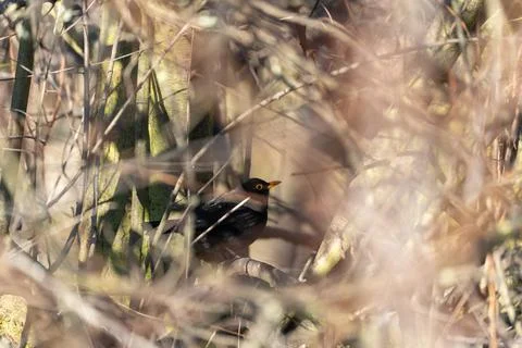 A bird is sitting on a branch in a tree Stock Photos