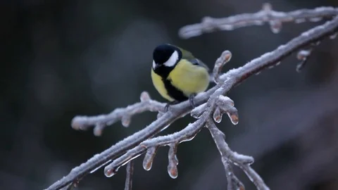 Bird sitting on branch in winter forest Stock Footage 71786953