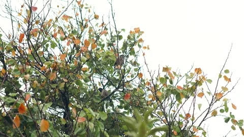 A bird is sitting on a branch of a yellow tree Stock Footage 254775449