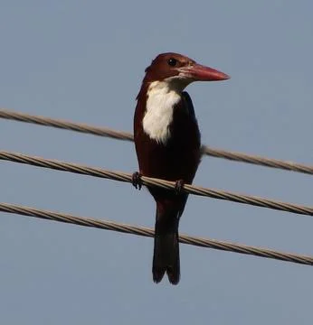 Bird sitting on cable Stock Photos