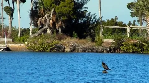 Bird sitting in clear blue waters Stock-Footage 45225917