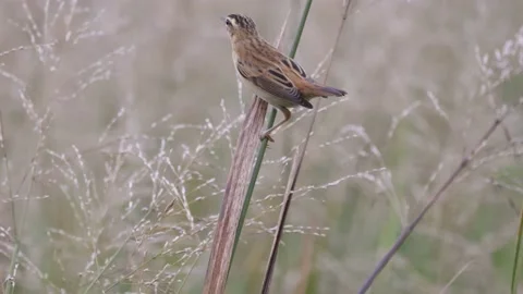 The bird is sitting close on a twig of grass, 4k slomo Stock Footage 169784992