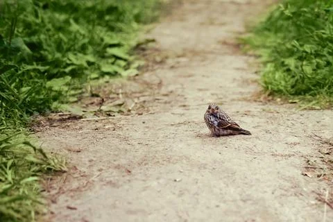Bird sitting on a dirt path surrounded by green grass. Outdoor nature photo.. Stock Photos