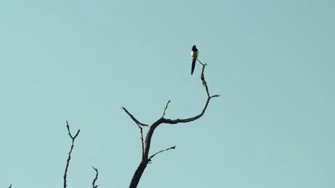 Bird sitting on dry tree branch. silhouette of monochrome colored bird on blue Stock Footage 253589842