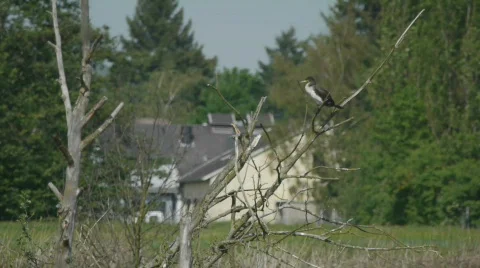 A Bird Sitting On A Dry Tree 库存影片 722655