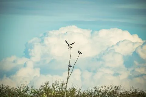 The bird is sitting on a dry tree Stock Photos