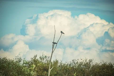 The bird is sitting on a dry tree Stock Photos