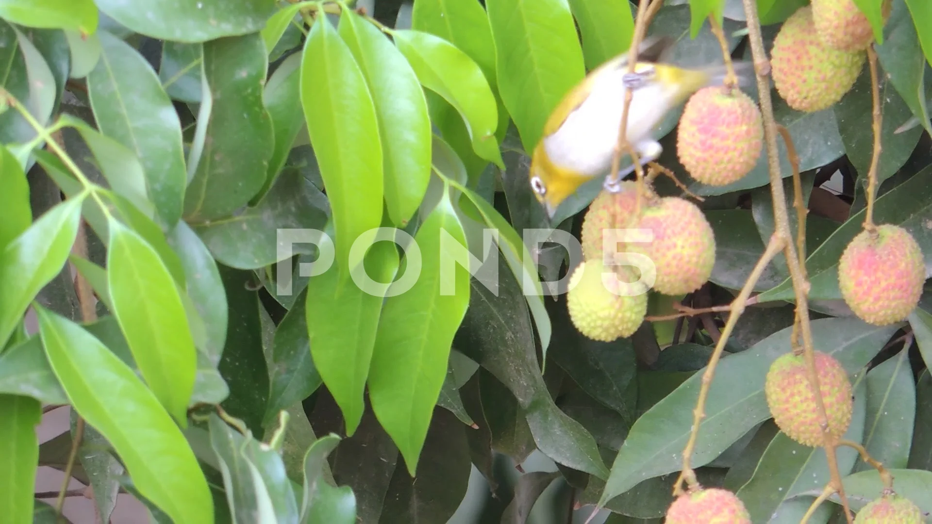 Over Ripe Lyche Green Lychee Fruit