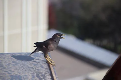 Bird sitting on edge Foto stock