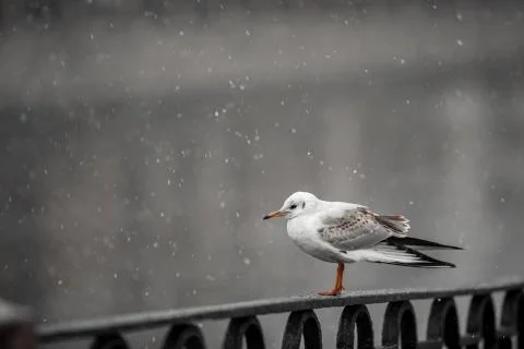 A bird sitting on the edge of the river. Snow, winter Stock Illustration