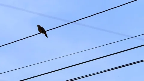 Bird sitting on Electric Cable with Blue Sky in background. Video stock 121239157