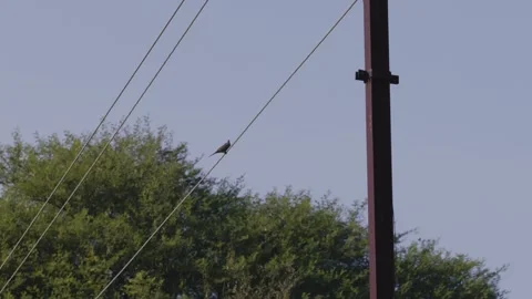 Bird sitting on an electricity cable with a foreground of electric pole 库存影片 281282440