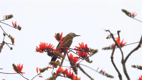 Bird sitting on a flowering tree branch with red blossoms against a clear sky Видео 275611764