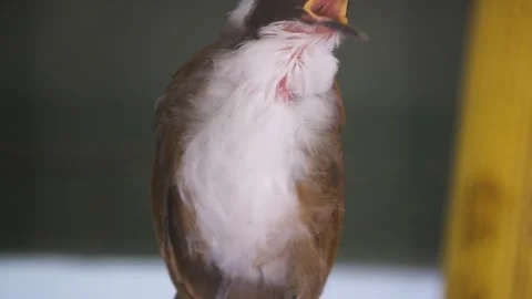 Bird sitting Stock Footage 244340818