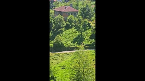 A bird that is sitting. Stock Footage 282991656