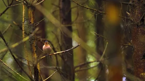 Bird Sitting on Forest Branch Stock Footage 292821502