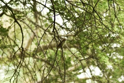 Bird sitting on the forest Stock Photos