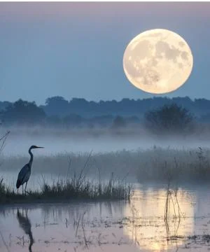 Bird Sitting in front of moon Stock Photos