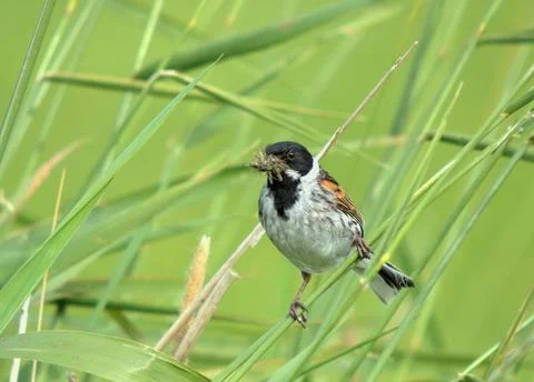 Bird sitting on the grass Stock Photos