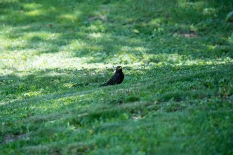 Bird sitting on the grass Stock Photos