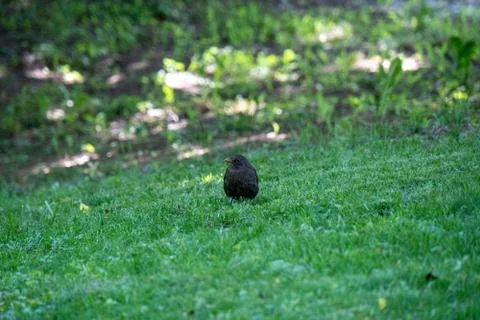 Bird sitting on the grass Stock Photos