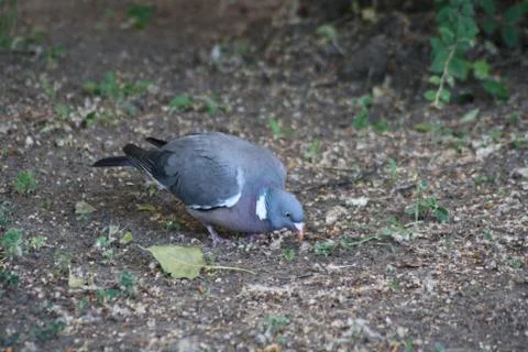 A bird sitting on grass 库存照片