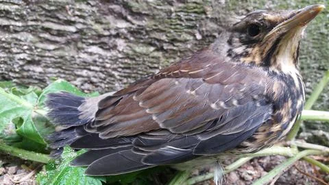 Bird sitting in the grass Stock Photos