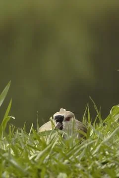 A bird is sitting in the grass Stock Photos