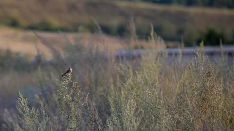 The bird is sitting on the grass. The soft light of the sunset. Bird in its Stock Photos