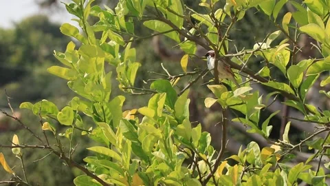 Bird sitting on green tree. Stock Footage 169506452
