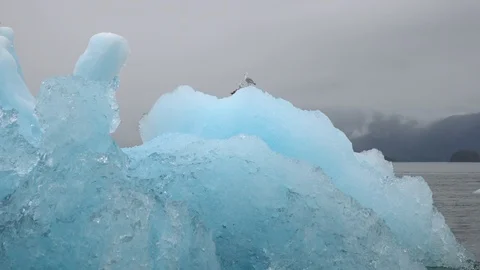 Bird sitting on iceberg 動画素材 94394385