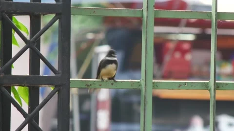 Bird sitting on the iron 스톡 동영상 56398254