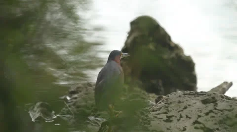Bird Sitting by Lake Stock Footage 26751865