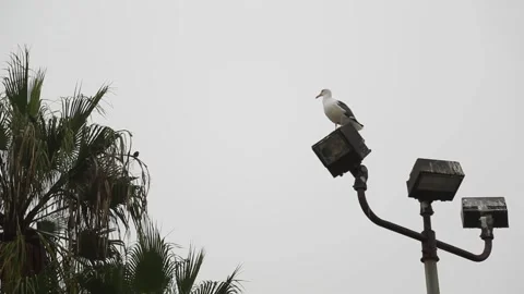 Bird sitting on light Stock-Footage 143579309