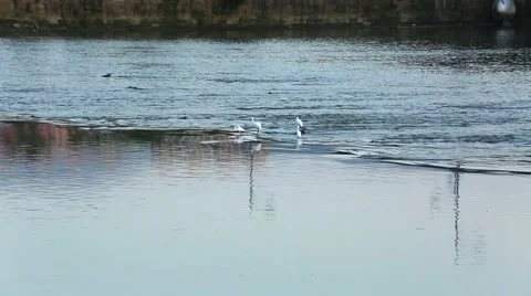 Bird sitting in the middle of the river Beijing, China 스톡 동영상 55964529